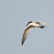 Gull-billed Tern